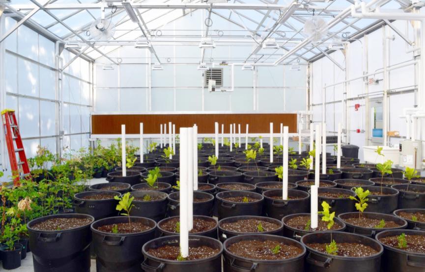 Kent State University Research Greenhouse